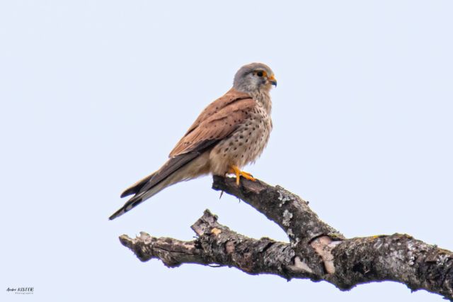 Faucon crécerelle